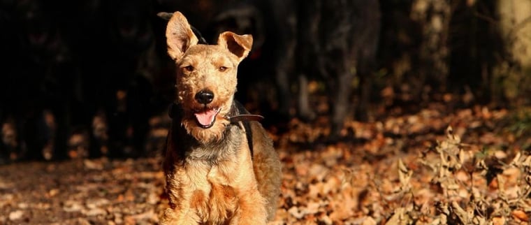 chien Welsh Terrier